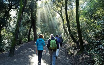 Collserola obaga (Barcelonès)
